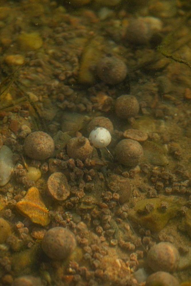 LK Baits Pelety Tester Series_01 Pure Signal (5)